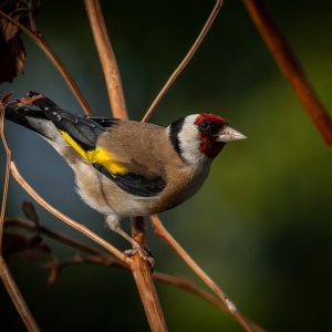 Redwell   27 05 2020   D500   Les 10.jpg